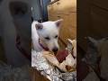 焼き芋を食べて文句を言う犬アイヌ犬おもち #北海道犬