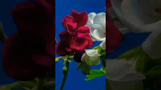 geranium #gardening #shortvideo #viralvideo #ytshorts #youtubeshorts