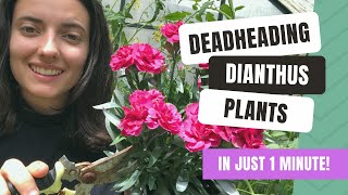 How To Deadhead Dianthus For More Flowers