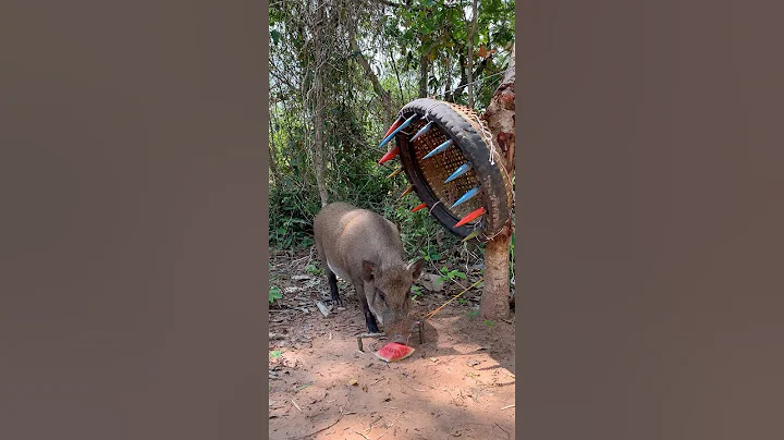 Wow! SMART idea and USEFUL with saving wild pig trap #bushcraft #camping #outdoors #useful #shorts