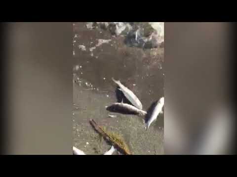 პალიასტომის ტბის სანაპიროზე დიდი რაოდენობით მკვდარი თევზი გამოირიყა