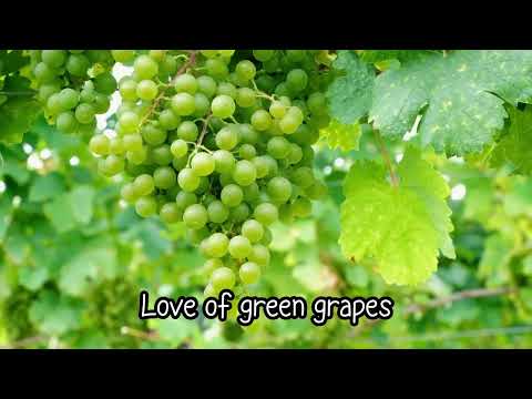 Love of green grapes(청포도 사랑)