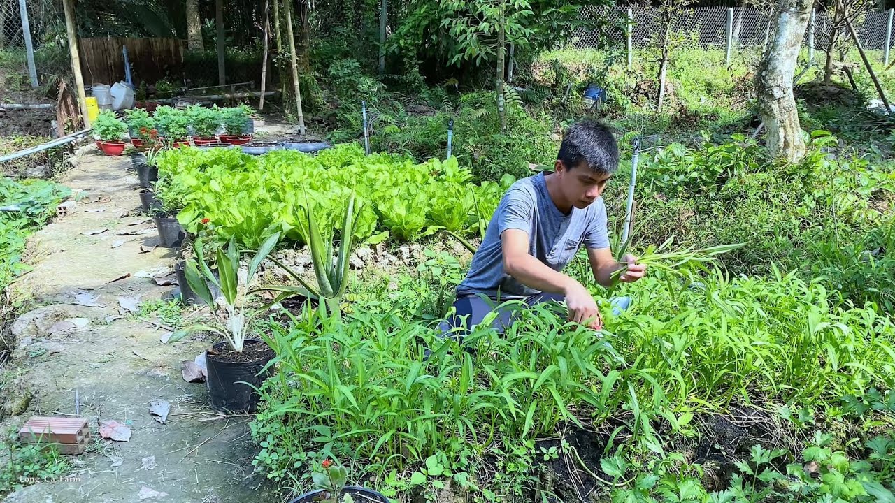 Harvesting vegetables in the garden and planting sapodilla trees | Long Ca Farm