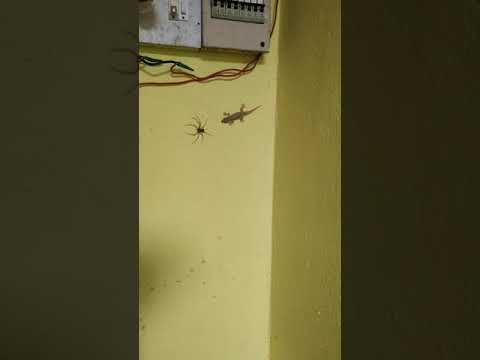 Lizard Eating Spider Wildlife Lizard Spider 