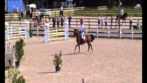 Jericho V ( Cicero x Darco) & Jan van Dyck cyclus Gesves 5yo