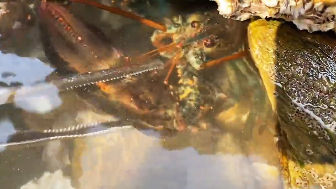 There Are Lobsters! The Seasoned Lady Spotted The Lobster Hole Right