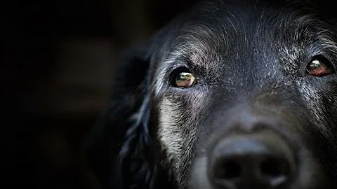 ¿Por qué le salen canas a mi perro?