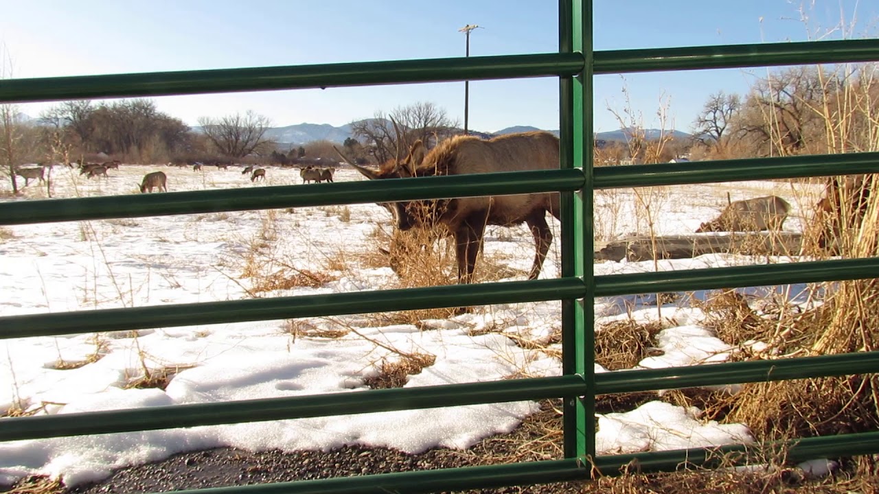 Elk in Oxbow Natural Area, Loveland 2019 - YouTube