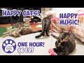 Happy Cats With Happy Music! ONE HOUR Cats For Cats To Watch | S6 E97 | Cat Video Compilation
