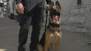New Metro Corrections K-9's sworn in screenshot 4