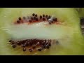 Center of a red kiwi 🥝 / Серединка розового киви 🥝 #kiwi #fruit #fruits #friuts #friut