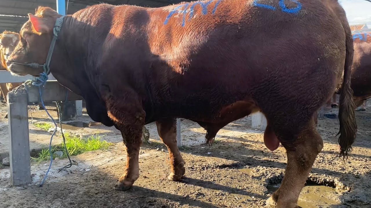 SAPI JUMBO 60 RIBU/KG‼️JAGAL LANGSUNG REBUTAN | PASAR PON NGANJUK