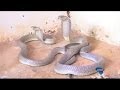 Kenya’s unusual snakebite cure