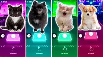 CUTE CAT KILL THIS LOVE VS CUTE DOG MAROON 5 SUGAR VS CUTE CAT VS CUTE DOG ENEMY VS TILES HOP EDM