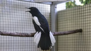 BIRD SOUNDS: Performance of Mr. Sunarto's Kacer Wiper from Jogja