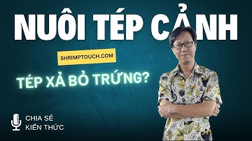 Vì Sao Tép Mái Xả Bỏ Trứng? Nguyên Nhân Và Cách Khắc Phục!