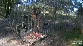 Where's my breakfast ? Jasmine tiger at Big Cat Rescue in Tampa Florida. BigCatRescue.org/Jasmine