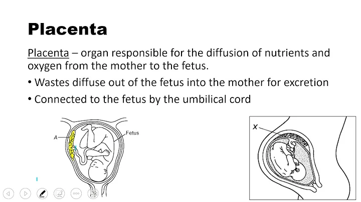 Human Fetal Development