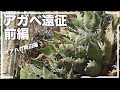 アガベ チタノタやオテロイを見にメキシコへ行く【前編】