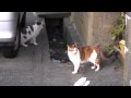 猫パニック!