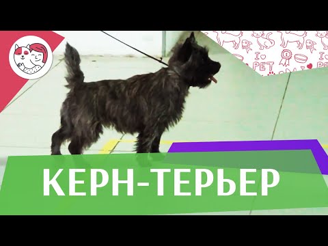 Керн-терьер на ilikepet. Особенности породы, уход