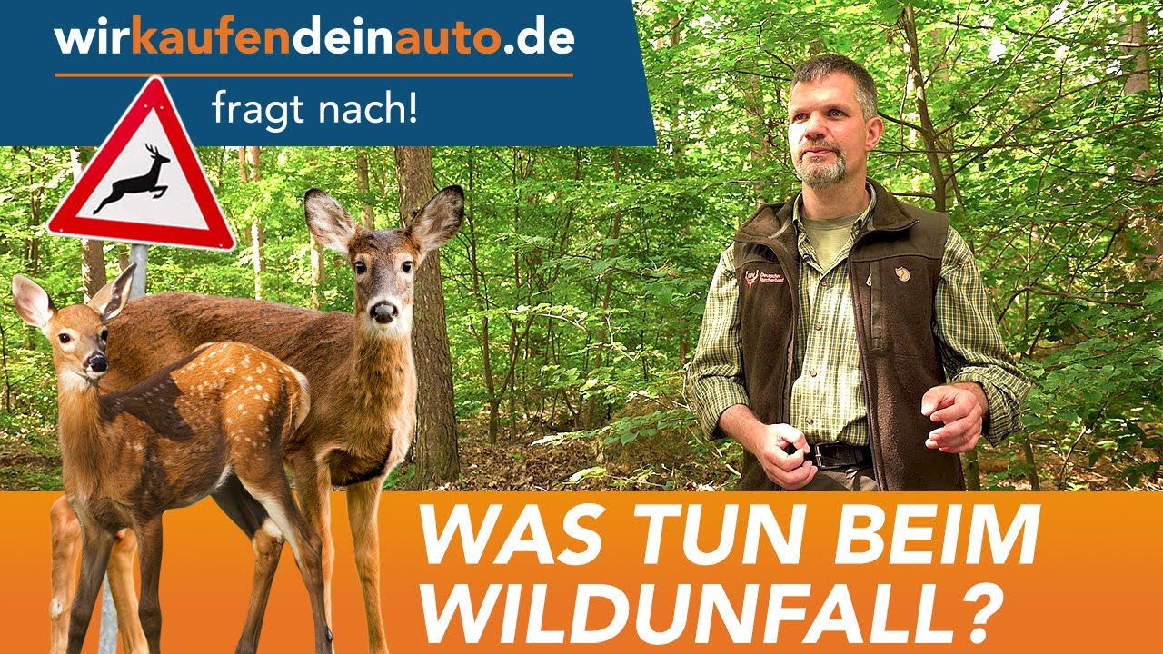 Erstaunlich Sie Hatten Einen Wildunfall Wie Verhalten Sie Sich Jetzt Richtig Bildernull