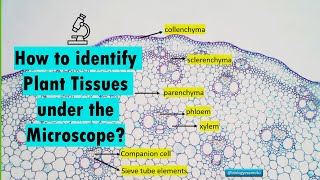 How to Identify Different Plant Tissues under Microscope Plant Tissues Structure and Function