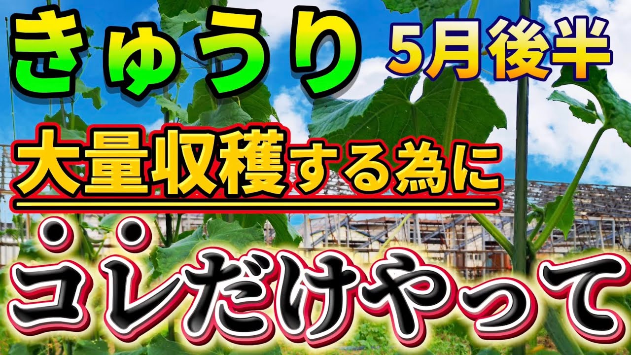 Cucumbers] Late May! If you do this, you can harvest a large