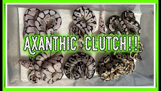 Axanthic clutch!!