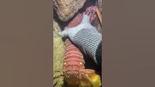 I catching seafood on the seafloor.-P929-4#fishing #ocean #deepsea #nature #beach