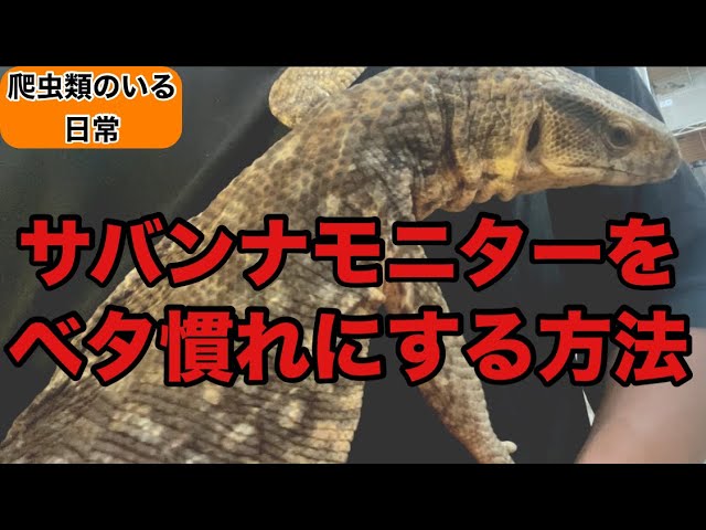 巨大ブラッドパイソンとベタ慣れナイルモニター - YouTube