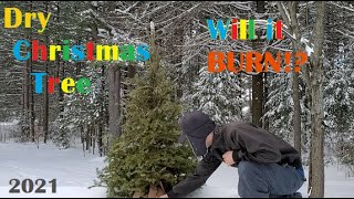 Dry Natural Christmas Tree. Will It Burn!? 2021 by Marc-André Blais 151 views 3 years ago 2 minutes, 2 seconds