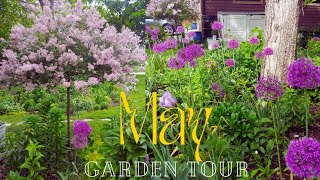 Weekly May Garden Tour 2024: Alliums in Full Bloom!🌸🌼🌿 zone 5a MN 🍃