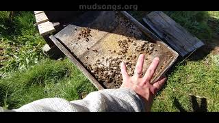 Hive Talk About Moisture and Things - May 28th, 2021 (Newfoundland Beekeeping)