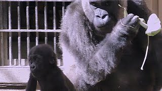 赤ちゃんゴリラの安全をママが見守る💗キンタロウ９ヶ月【京都市動物園】