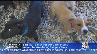 BBB Warns Pet Adoption Scams Are On The Rise During Coronavirus Pandemic