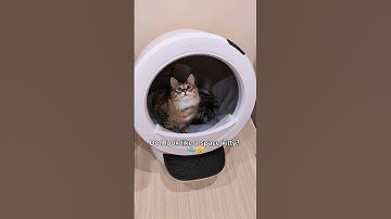 The kitties decided I