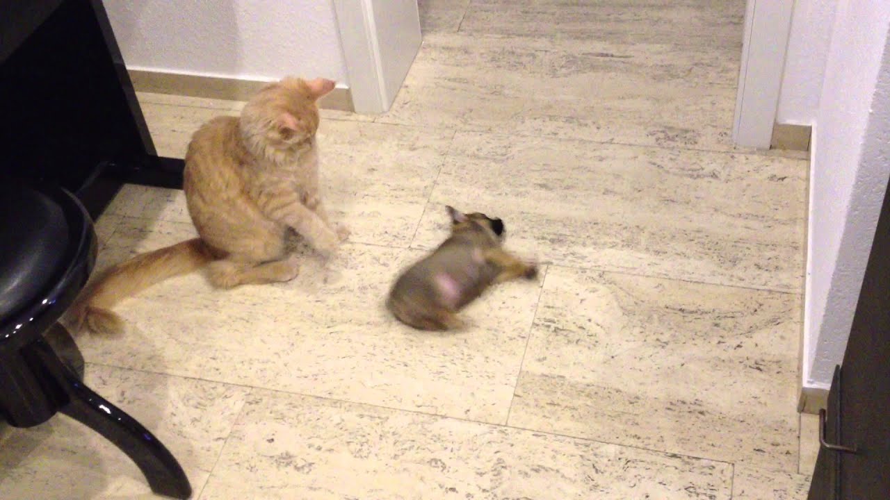 Lustige Katzen und Hunde - YouTube