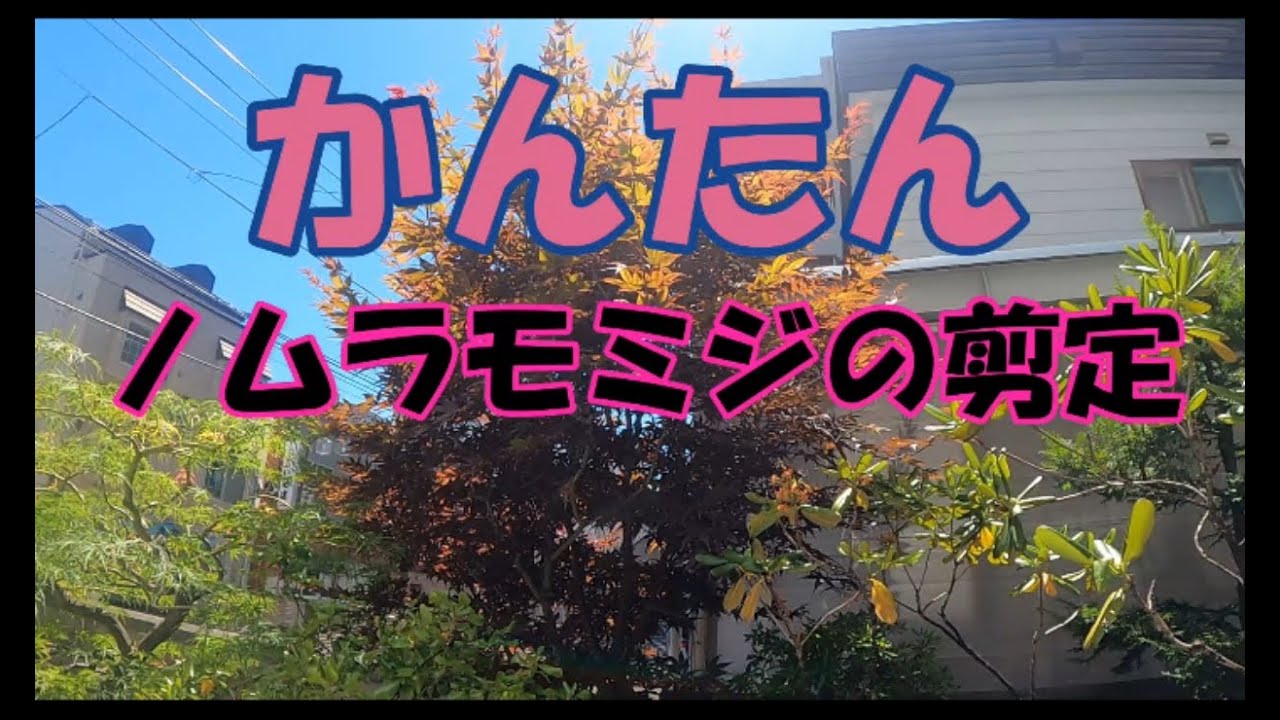 野村モミジの夏季剪定 意外とかんたん今年伸びた分くらい切りたい剪定 Youtube
