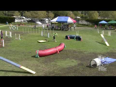 Beagle Agility - Madeleine Fri Excellent Standard Sir Francis Drake AKC 9-11-09