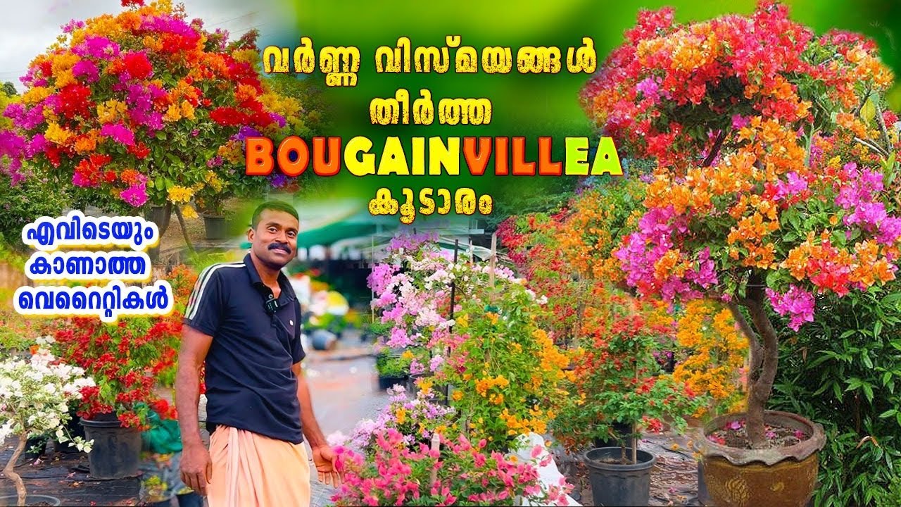 കേരളത്തിലെ NO 1 ബോഗൈൻവില്ലേ ഗാർഡൻ ഇതാണ്|Bougainvillea Garden|Bougainvillea plant care