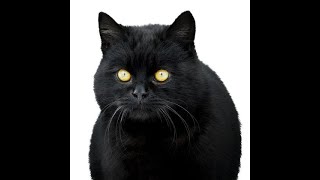 Black Cat Superstition Explored (It's A Project So Don't Subscribe)