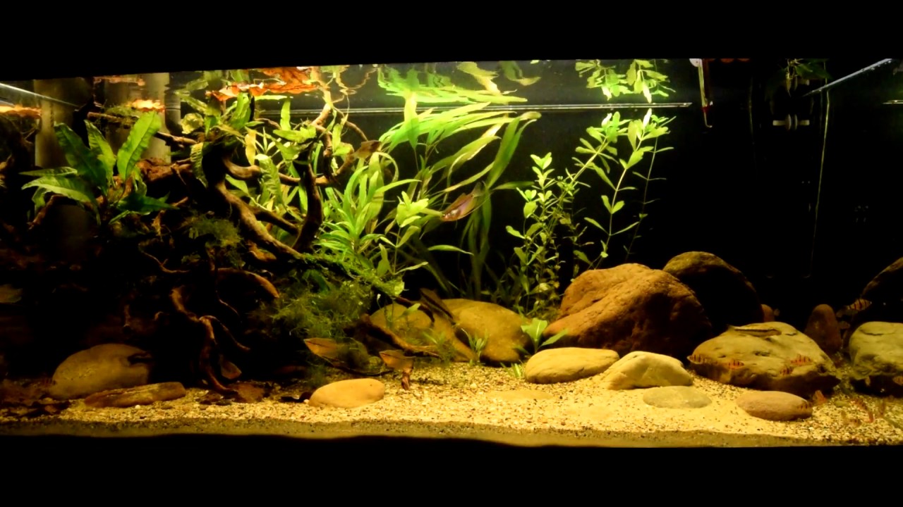 360L Aquarium Asian Biotope (Borneo - Sumatra ) - YouTube