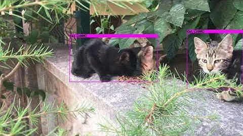 Yolov4 ~ Cat - Dog Object Detection