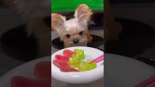 Dog Mukbang Everyone’s Talking About 🤯🐶 #pets #puppy #dogeatingasmr #dogshorts #pets