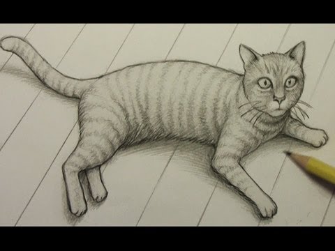 How to Draw a Cat - YouTube