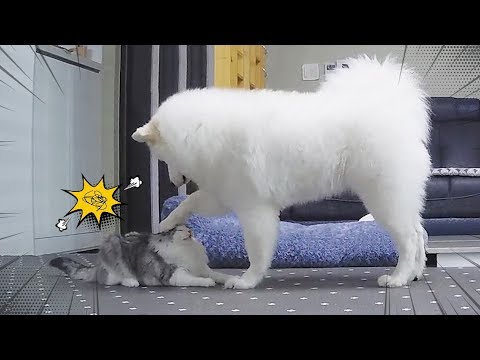 Video: Mga Pakinabang Ng In-Home Pet Boarding - Mga Kahalili Sa Tradisyonal Na Cat, Dog Boarding