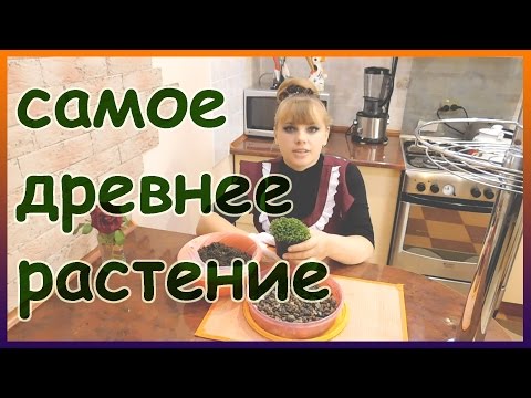 Селагинелла уход в домашних условиях фото отзывы