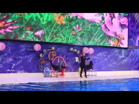 Dolphinarium Show – Dubai