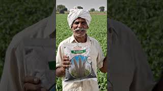 treated bajra seeds